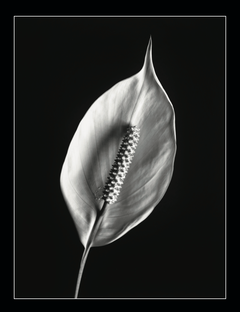 Album 시음/si-úm/- Postcards (11 each), Poem (11 each), and Download Card image 2